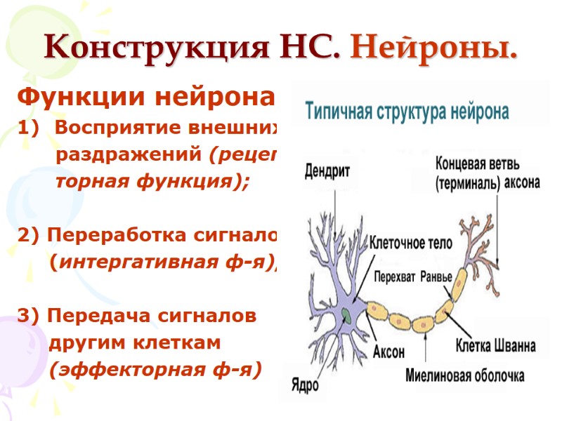 Конструкция НС. Нейроны.  Функции нейрона: Восприятие внешних      